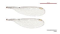 Griseargiolestes eboracus female wings (34664989132)