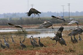 Grus canadensis -Merced National Wildlife Refuge, California, USA -flock-8.jpg