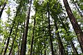 Highlands Hammock State Park May 2025 (3)