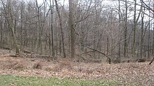 Hills in Mount Airy Forest