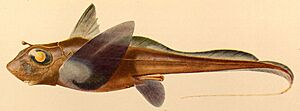 Hydrolagus mirabilis.jpg