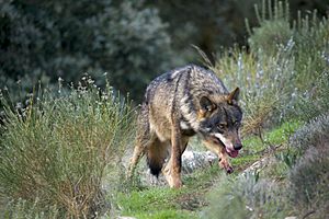Iberian Wolf AdF 001
