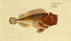 Ichthyologie; ou, Histoire naturelle des poissons (Plate 183) (6918426608).jpg