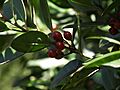 Ilex canariensis en el PN de Garajonay (La Gomera)