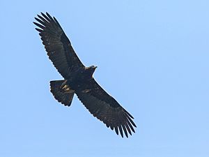Imperial Eagle (Aquila heliaca) (38741311735)