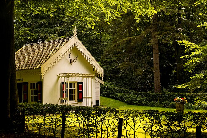 In the light of the forest (27697973021)