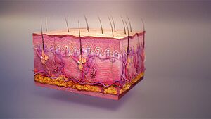 Integumentary system