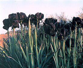 Iris atropurpurea Netanya A