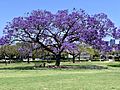 Jacaranda mimosifolia trees in New Farm Park, Queensland, 07