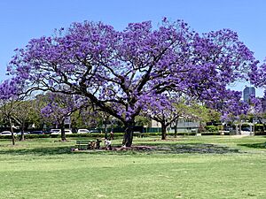Jacaranda mimosifolia trees in New Farm Park, Queensland, 07