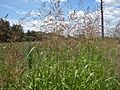 Johnson Grass (3236394310)