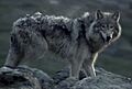 Labrador Wolf