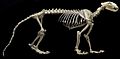 Leopard skeleton (black background)