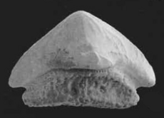 Lissodus fossil cropped