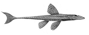 Loricariichthys stuebelii.jpg