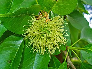 Maclura pomifera 003