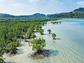 Mangrove swamp, Iriomote Island, Okinawa, Japan