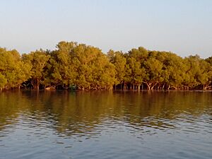 Mangroves Jungle besides water canal towards Pirotan
