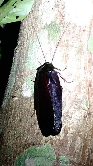 Megaloblatta blaberoides (Monteverde, Costa Rica)