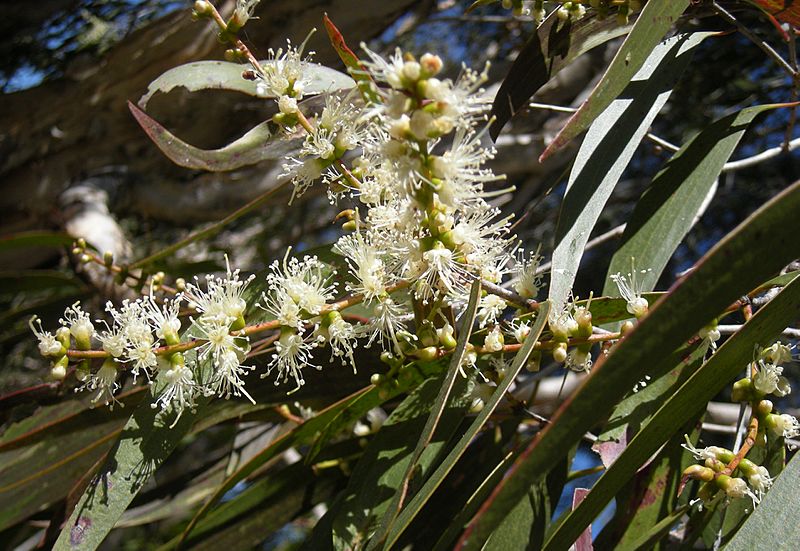 Melaleuca leucadendron flowers