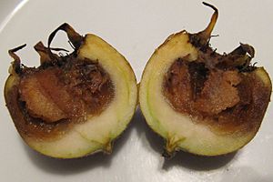 Mespilus germanica ripening process