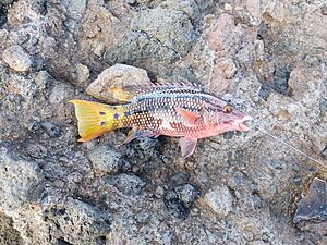 Mexican hogfish Facts for Kids