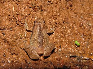 Microhyla sholigari top view