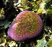 Muchroom coral
