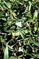 Murdannia keisak NRCS-03