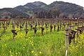 Mustards in the spring, Napa Valley