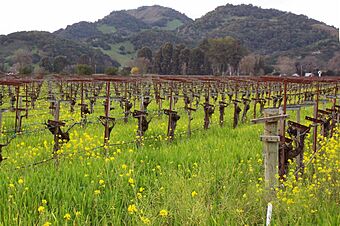 Mustards in the spring, Napa Valley.jpg