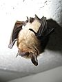 Myotis septentrionalis 1870