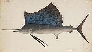 Naturalis Biodiversity Center - RMNH.ART.194 - Istiophorus platypterus (Shaw and Nodder) - Kawahara Keiga - 1823 - 1829 - Siebold Collection - pencil drawing - water colour.jpeg