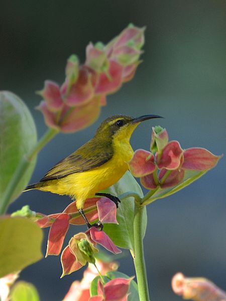 Nectarinia jugularis (2) - Manado
