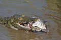 Nile Crocodile (Crocodylus niloticus) trying to swallow a big Tilapia (Oreochromis sp.)... (16818888756)