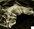 Novisuccinea chittenangoensis jaw
