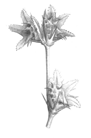 Onobrychis caput-galli Taub122e