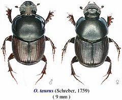 Onthophagus taurus male and female comparison