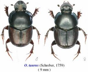 Onthophagus taurus male and female comparison
