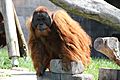 Orangutan-Columbus-zoo