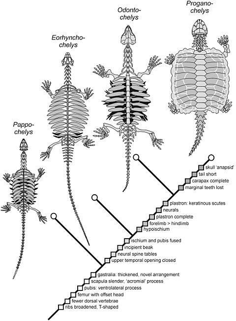 Origin of Turtle Body Plan