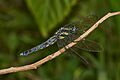 Orthetrum glaucum-Silent Valley-2016-08-14-003