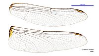 Orthetrum serapia male wings (34928557561)