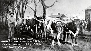 Oxen Hauling St. George Temple's Baptismal Font
