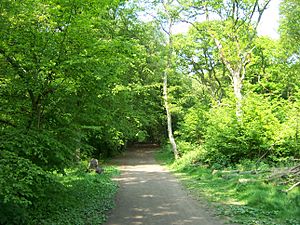 Pathway through Park Wood, Ruislip