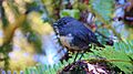 Petroica australis -Southland District, South Island, New Zealand-8