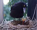 Pied currawong feeding its chick