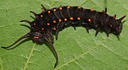 Pipevine Swallowtail larva, Megan McCarty52