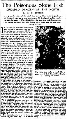 Poisonous Stone Fish article 1936