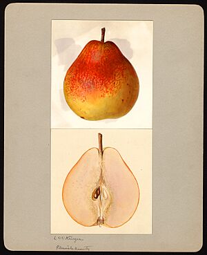 Pomological Watercolor POM00006997
